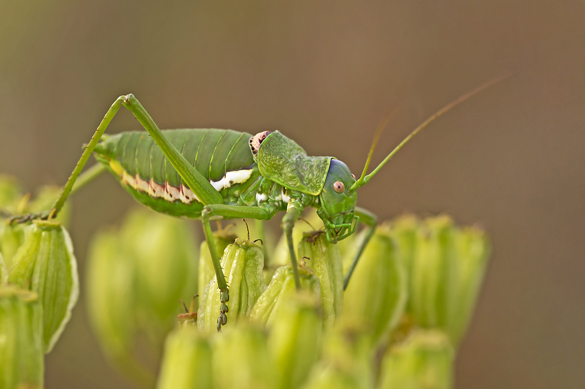 orthoptera